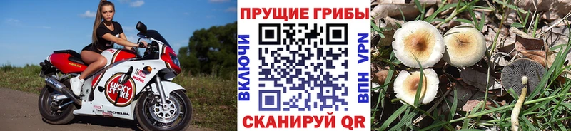 Псилоцибиновые грибы мицелий  Пудож 